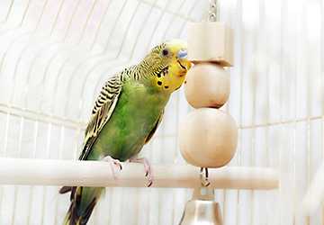 Top 10 Essential Supplies for New Bird Owners