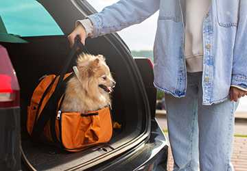 Top 10 Essentials for Traveling with Pets