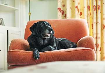 How to Help Your Aging Pet Stay Comfortable