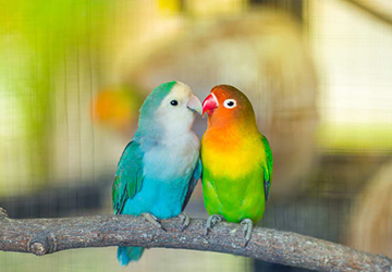 Top 8 Low-Maintenance Pet Bird Species